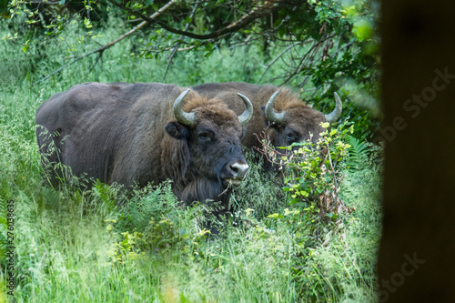Fototapeta Naklejka Na Ścianę i Meble -  The European bison (Bison bonasus) on the meadow. Bieszczady Mountains. Poland