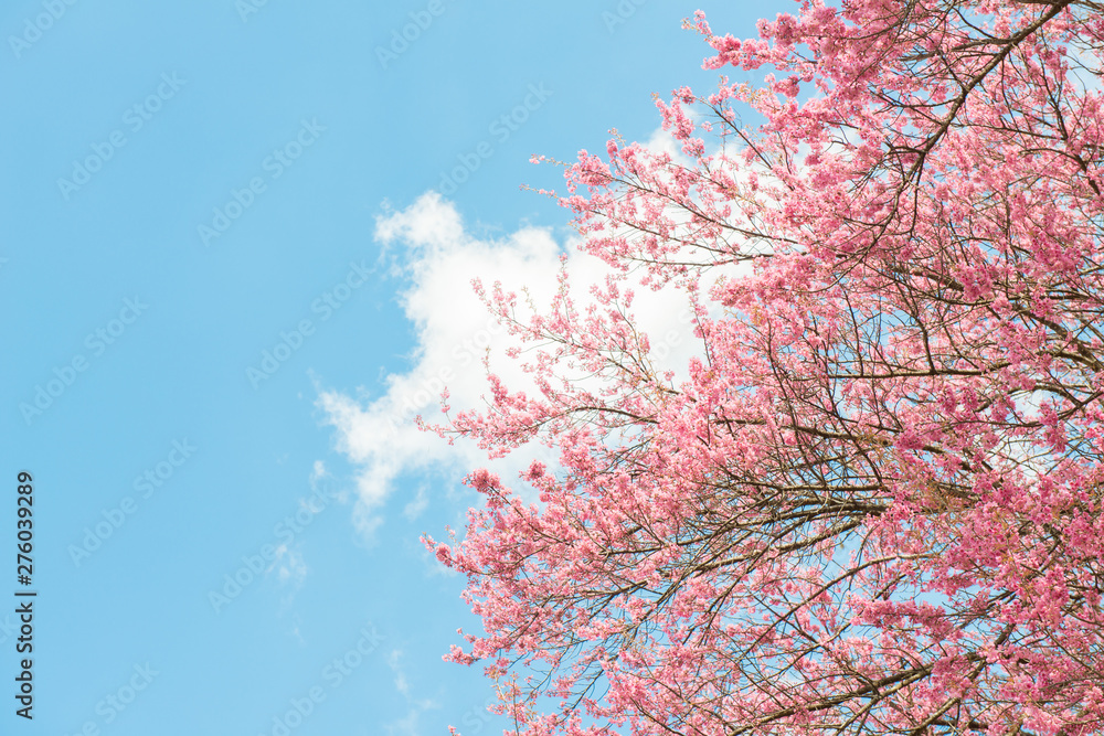 Beautiful cherry blossom flowers blooming in the winter season in Northern region of Thailand with beautiful sky background. Beautiful cherry blossom flowers blooming in the winter season in Northern region of Thailand with beautiful sky background.