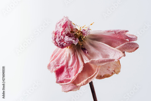 Photos Beautiful wilted pink peony on white background. Studio shot