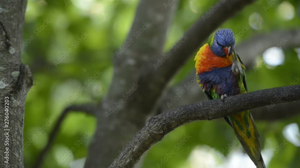 Rainbow lorikeets out in nature during the day. Rainbow lorikeets out in nature during the day.