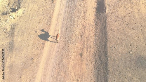 Top shot of a Camel walking slowly in the desert photo