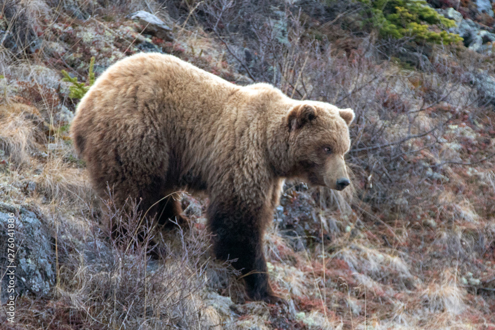 Obraz premium Grizzly Bear [ursus arctos horribilis] in the mountain above the Savage River in Denali National Park in Alaska United States