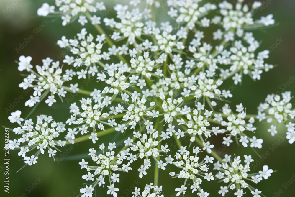 Conium maculatum, hemlock white flowers macro Conium maculatum, hemlock white flowers macro