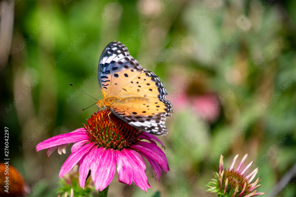 Obraz premium ツマグロヒョウモンと百日草