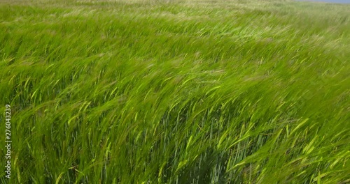 Wind blowing through farm field of wheat barley summer sunshine Ireland