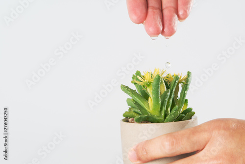 women hand drop the water to the little tree/cactus, water for life, world water day concept with copy space photo