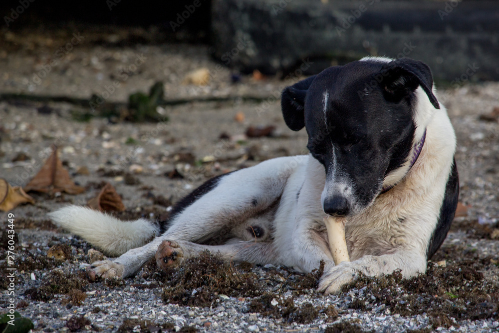 Beach street dog