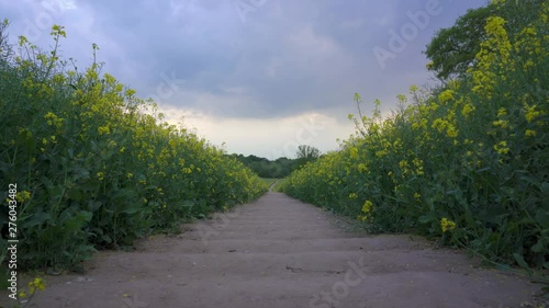 Low shot from a path in a field of bright yellow rapeseed flowers in the early evening in Old Milverton, near Leamington Spa, Warwickshire, England, UK photo