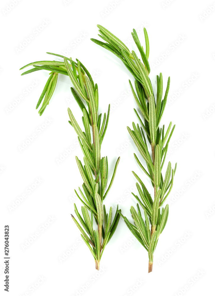 Rosemary isolated on white background Rosemary isolated on white background