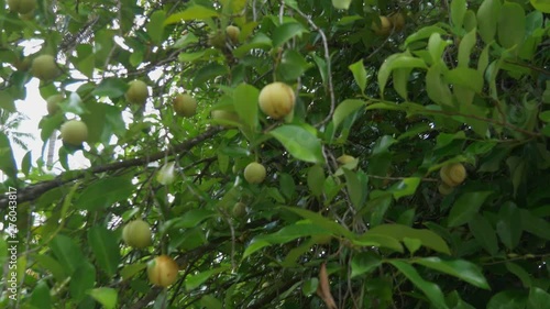 Nutmeg fruit swaying in the wind on the tree on the Spice island of Grenada photo