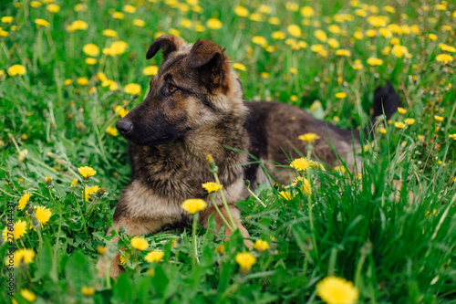 Young homeless shepherd is lying in a field of dandeions photo