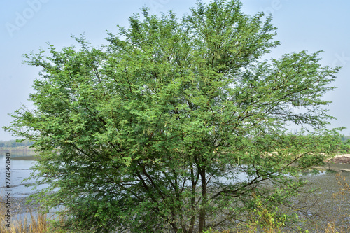 Indian gum arabic acacia babul or babool tree beside a lake used for ayurveda medicine with blue sky , copy space for text paste