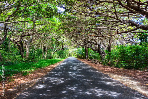 Fototapeta Naklejka Na Ścianę i Meble -  Tree lined road in Iles des Pines