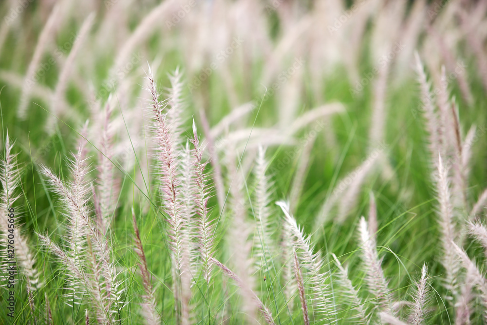 close up of white reeds grass plant close up of white reeds grass plant