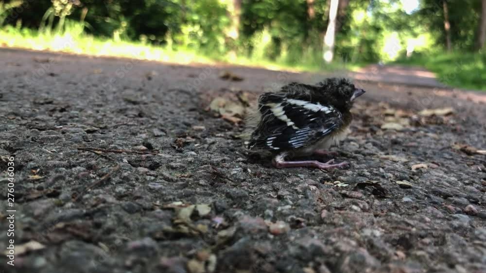 Lonely baby bird chick who just fell of its nest. Screaming in all panic for its mother and for food. Its mother is no where to be found. Lonely baby bird chick who just fell of its nest. Screaming in all panic for its mother and for food. Its mother is no where to be found.