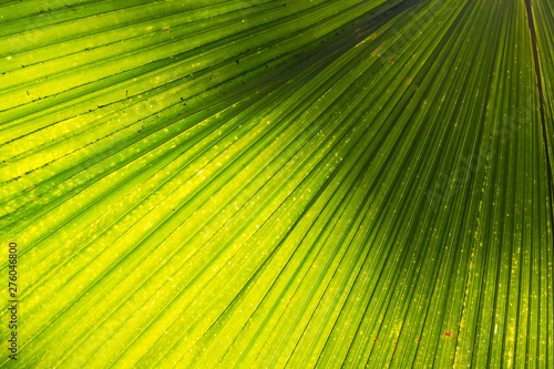 Close up Beautiful Sunlight on palm leaf