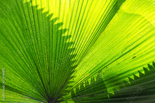 Close up Beautiful Sunlight on palm leaf