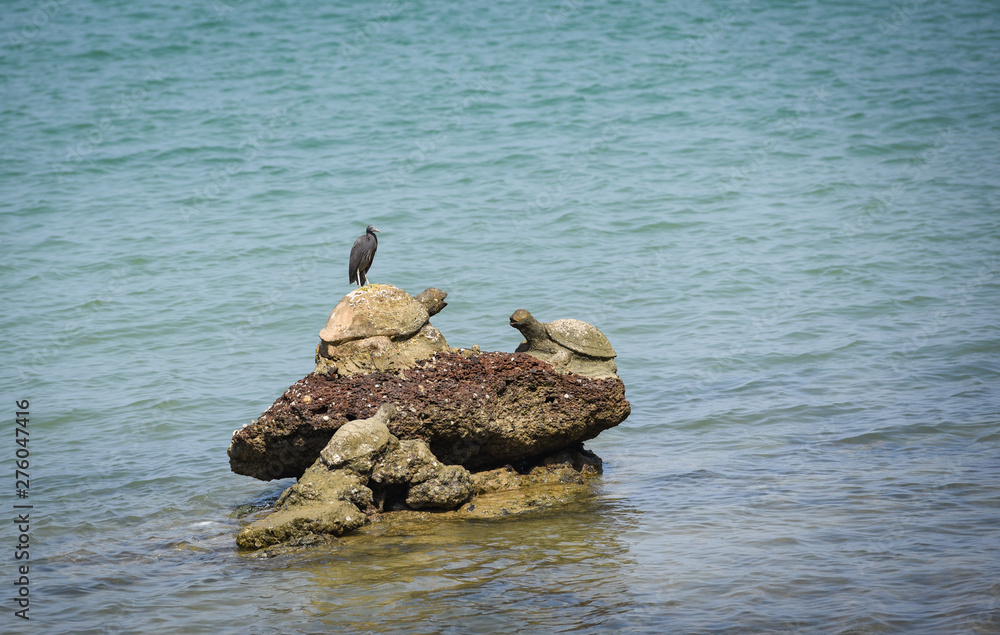Bird on the rocks at bay coast sea ocean