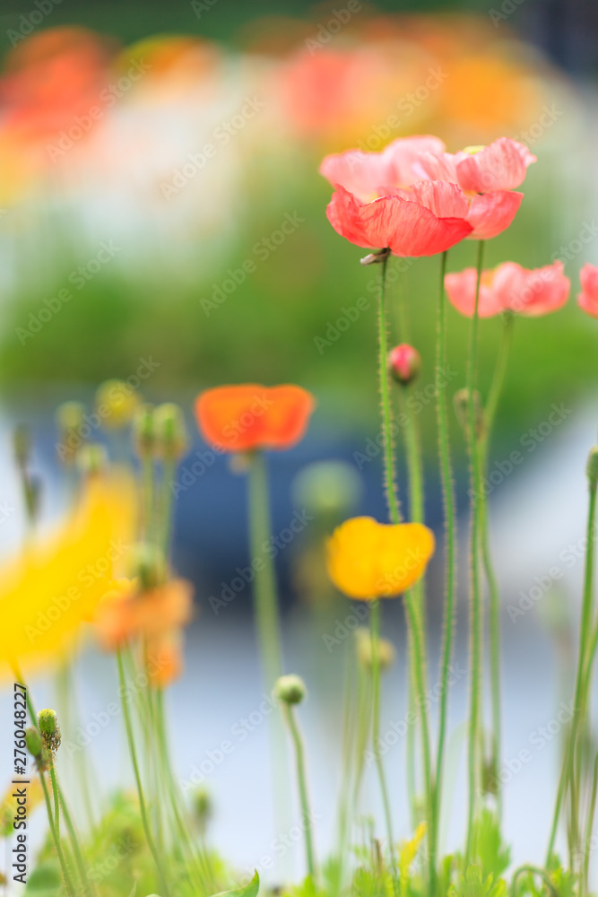 Fototapeta premium fresh, beautiful-colored poppy