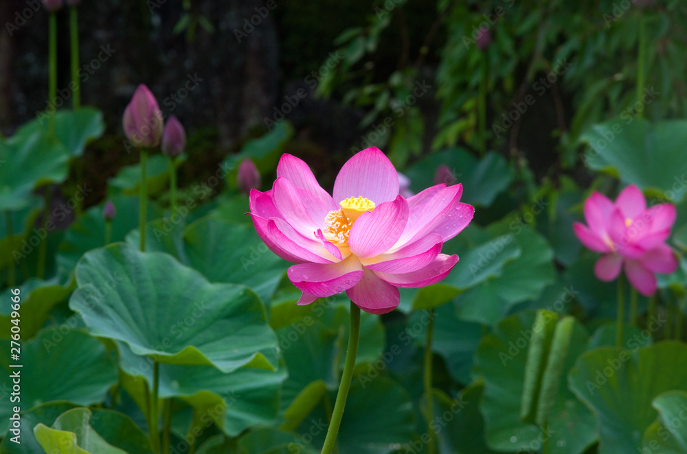 極楽浄土　ハスの花