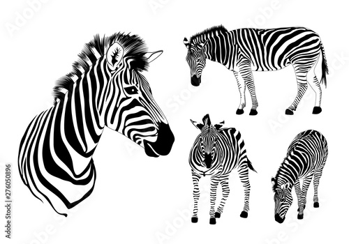 Graphical set of zebra. Wild animal texture design. Striped black and white. Illustration isolated on white background.