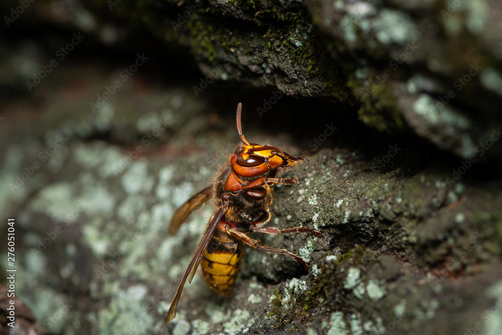 A European hornet sitting on a tree A European hornet sitting on a tree
