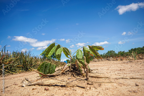 plant in the desert