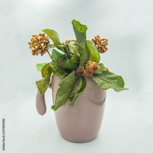 jasmine wither in a cup isolated on white background