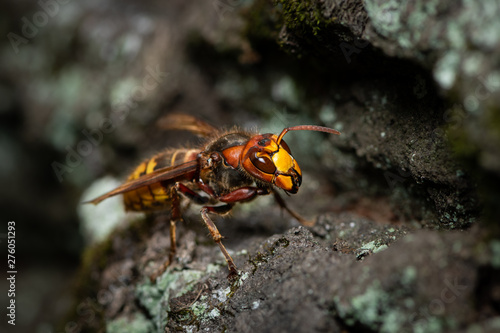 A European hornet sitting on a tree © Stefan