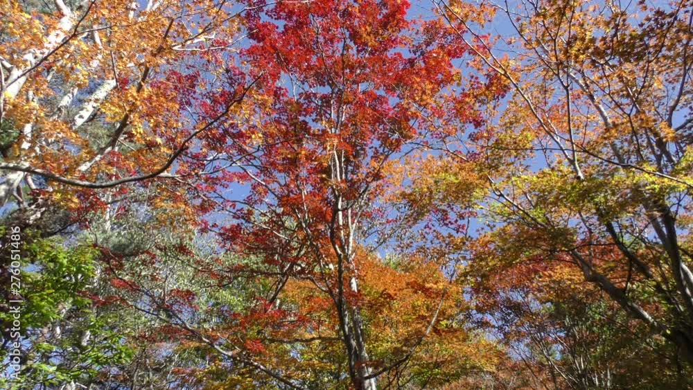山里の秋 (長野県 塩嶺御野立公園) 山里の秋 (長野県 塩嶺御野立公園)