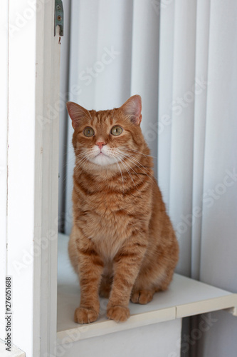 A cute ginger cat sitting on a windowsill.