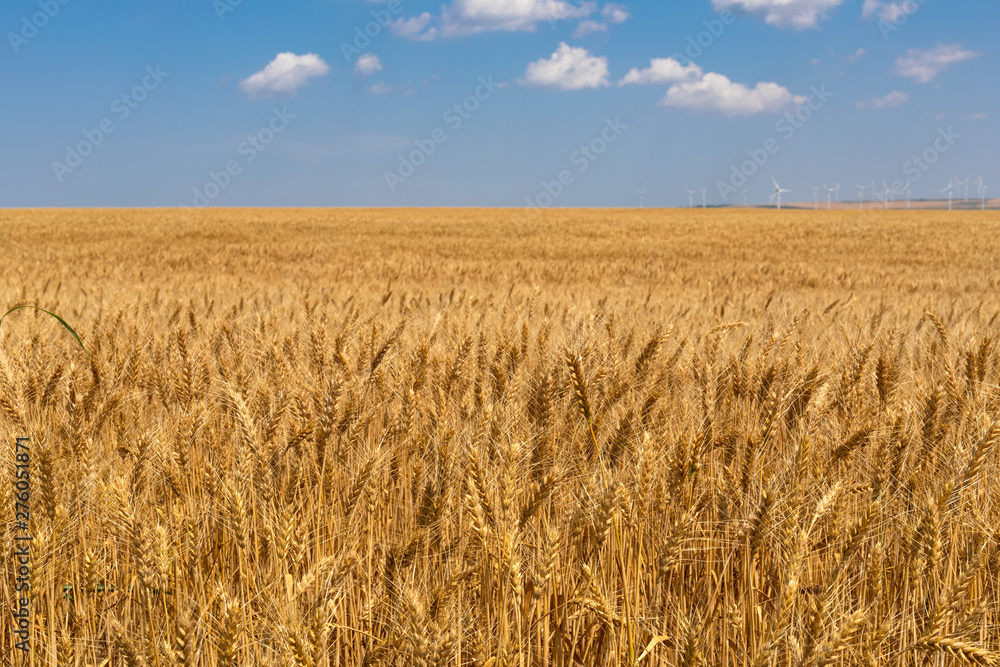 Scenery of wheat field and the blue, cloudy sky