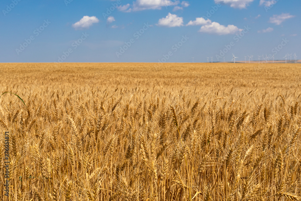 Scenery of wheat field and the blue, cloudy sky Scenery of wheat field and the blue, cloudy sky