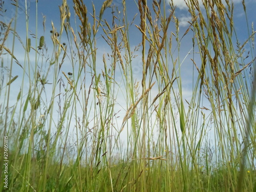 grass on background of blue sky