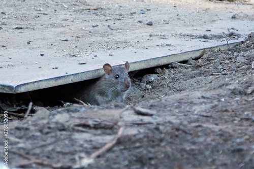Canvas Print Brown rat (Rattus norvegicus)