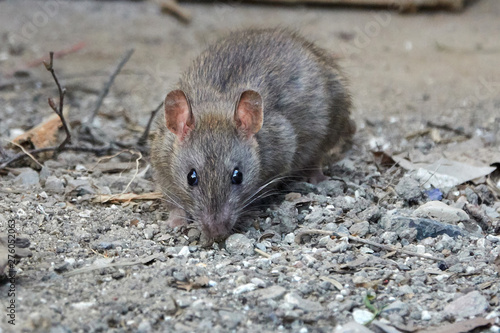 Brown rat  Rattus norvegicus 