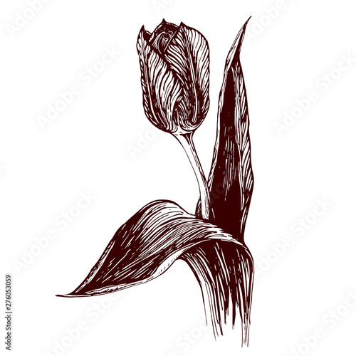 Hand drawn vector vintage illustration of Tulip flower on white background. engraved Tulip flower graphic. ink sketch of tulip. flower artwork. black and white vintage illustration of tulip. photo