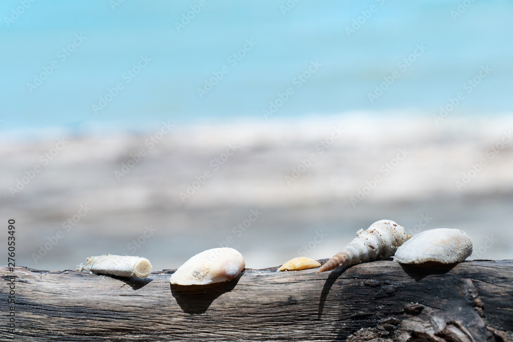 shell with debris of smoking cigarette on the wood with blur sand beach ...