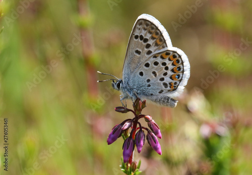A pretty Silver-studded Blue Butterfly, Plebejus argus, perching on a heather flower.  © Sandra Standbridge