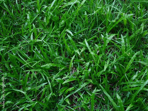 background of green grass