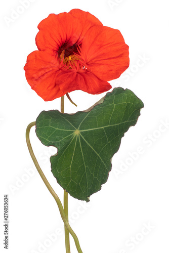 nasturtium flower isolated