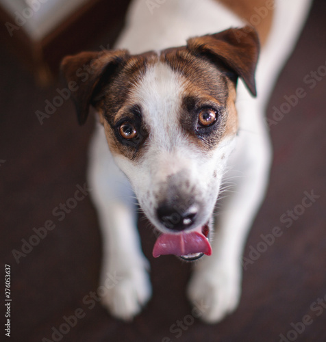 Dog with his tongue hanging out at home © Tatyana Gladskih