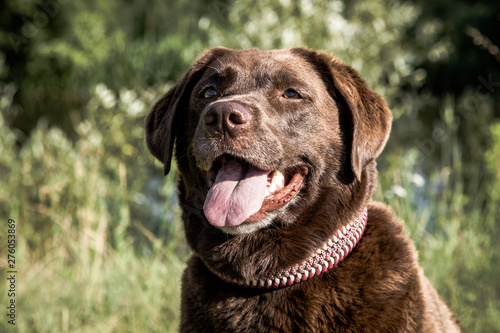 Eine Labrador Retriever Hündin In der Farbe Schokolade, Hunde