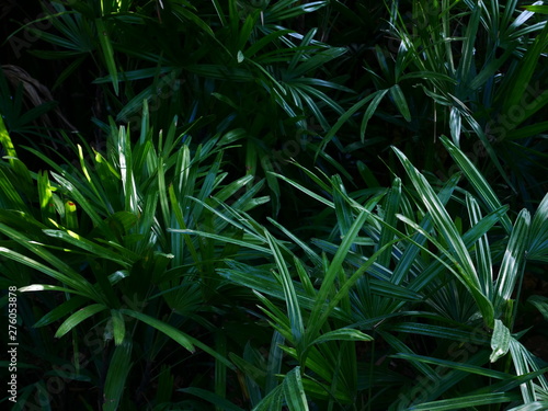 palm leaf nature background