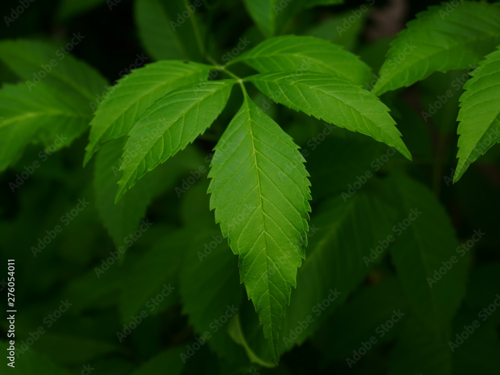 green leaf background, nature plant morning light green leaf background, nature plant morning light