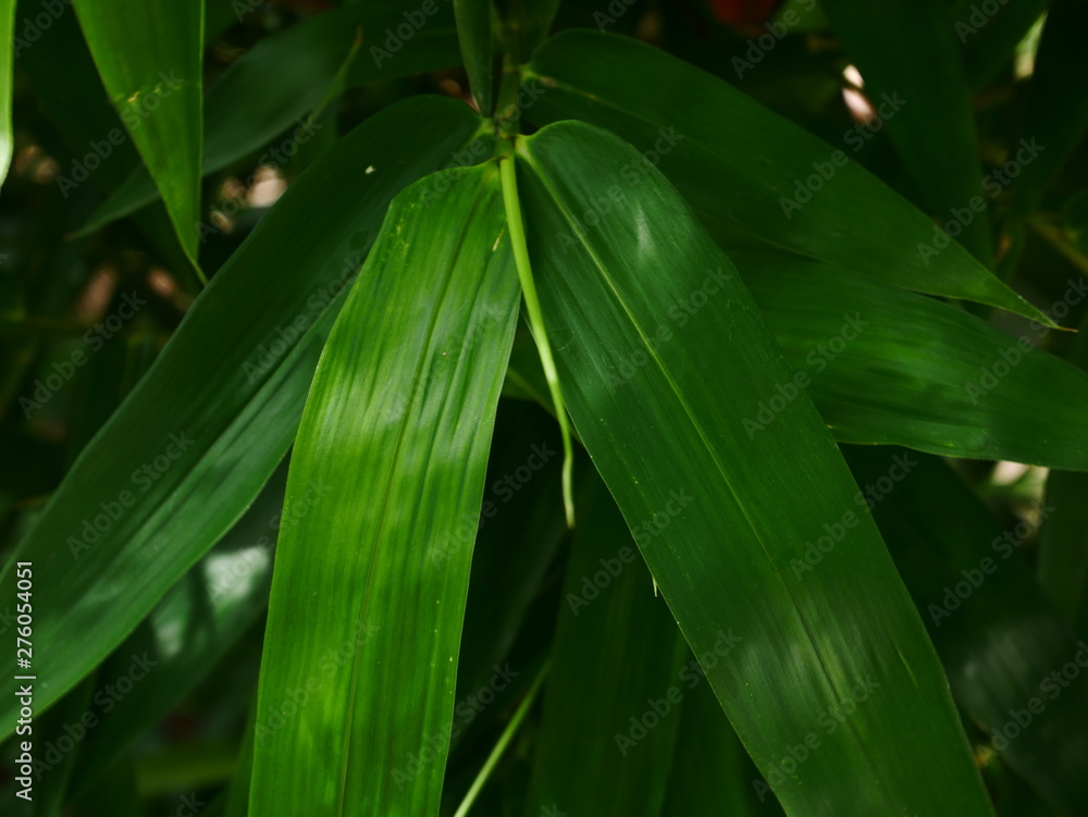 Obraz premium close up bamboo leaf outdoor garden nature background