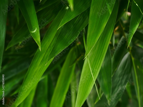 Fototapeta Naklejka Na Ścianę i Meble -  close up bamboo leaf outdoor garden nature background