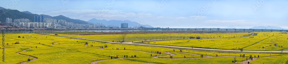 Fototapeta premium Panorama view of big yellow rape flowers in Busan city South Korea.