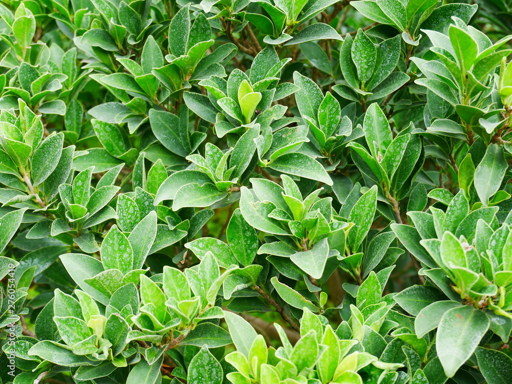 green leaf nature background green leaf nature background
