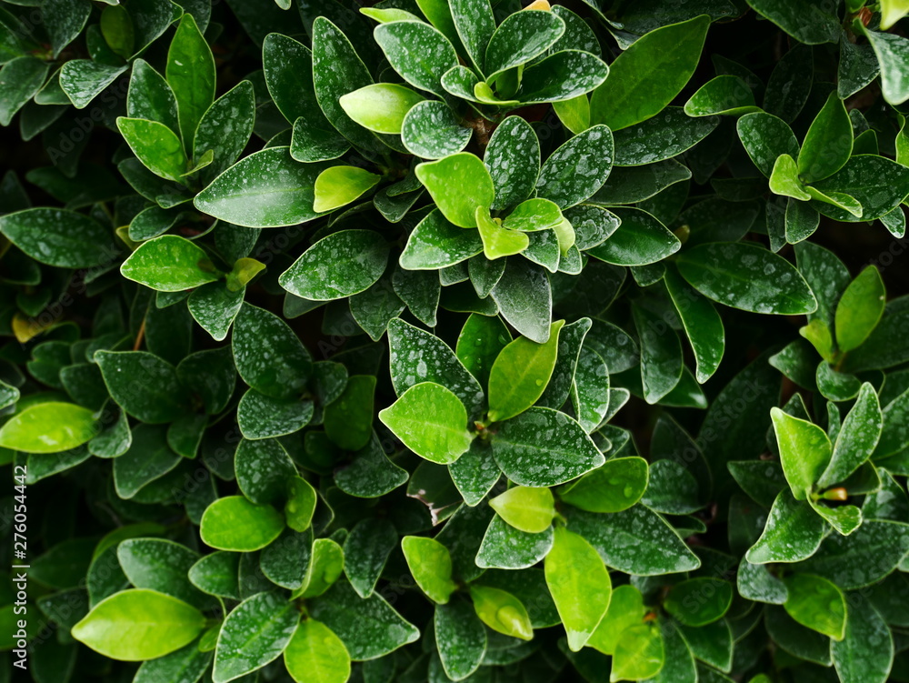 green plant nature background green plant nature background